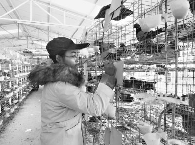 85后失聰大學(xué)生嚴(yán)漫：找不到工作養(yǎng)鴿子致富年售300萬(wàn)