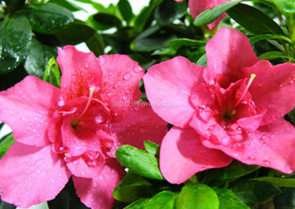 室內(nèi)裝飾植物