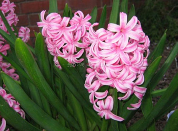 室內(nèi)裝飾植物