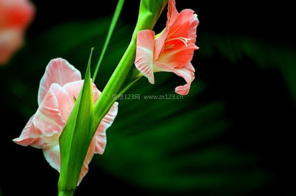 室內裝飾植物 室內裝飾植物