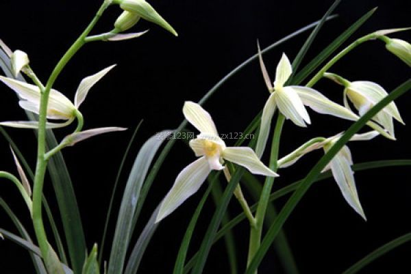 室內裝飾植物 室內裝飾植物