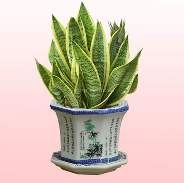 室內(nèi)裝飾植物