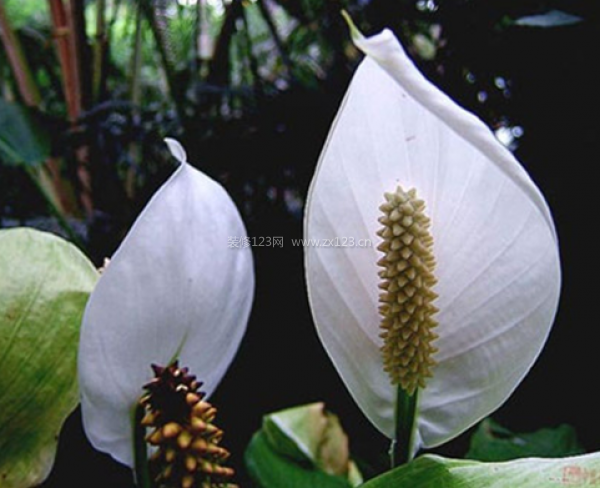 室內(nèi)裝飾植物