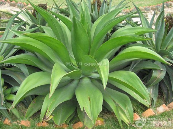 怎么裝修除甲醛：綠色植物來幫忙