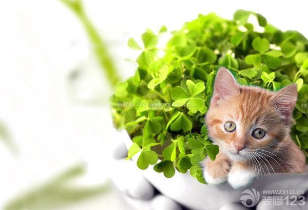 新房裝修后注意事項大全