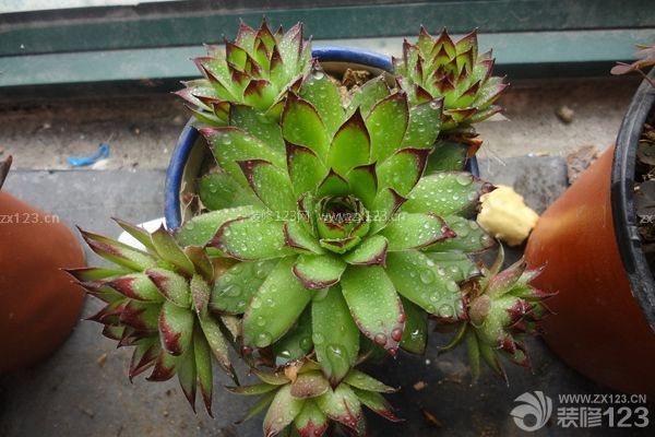 多肉觀(guān)音蓮的養(yǎng)殖方法