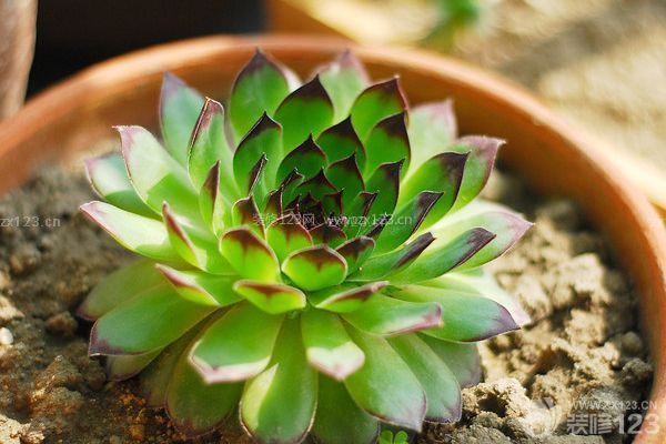 多肉觀(guān)音蓮的養(yǎng)殖方法