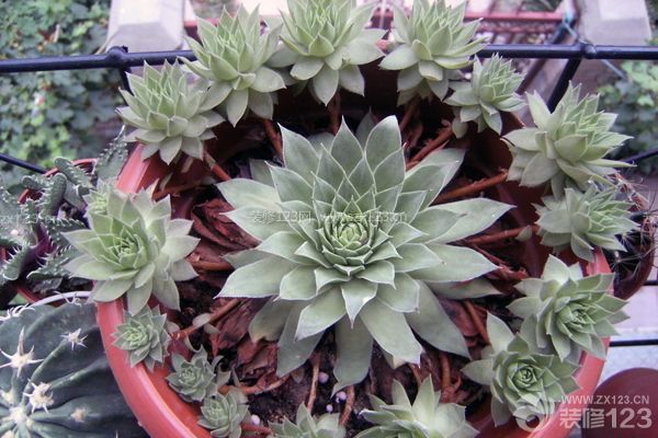 多肉觀(guān)音蓮的養(yǎng)殖方法