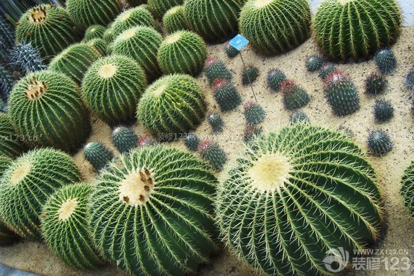 新裝修房子放什么植物3：仙人掌（球）