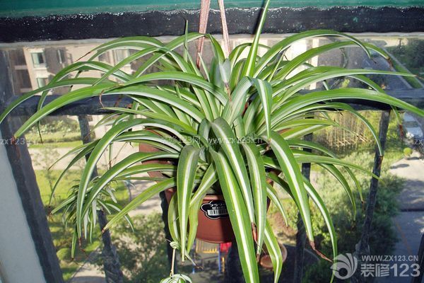 新裝修房子放什么植物6：吊蘭