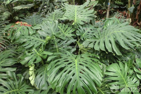 新裝修房子放什么植物1：龜背竹