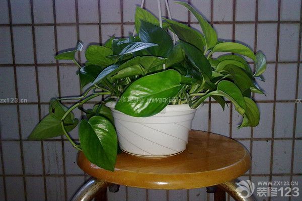 綠色植物法去味