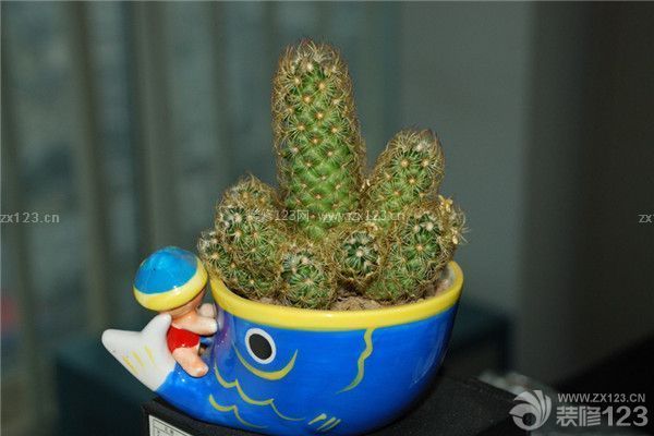 新房裝修除甲醛的植物