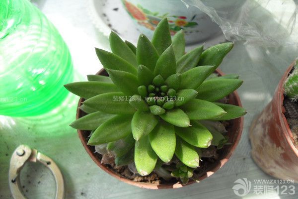 綠色植物除甲醛